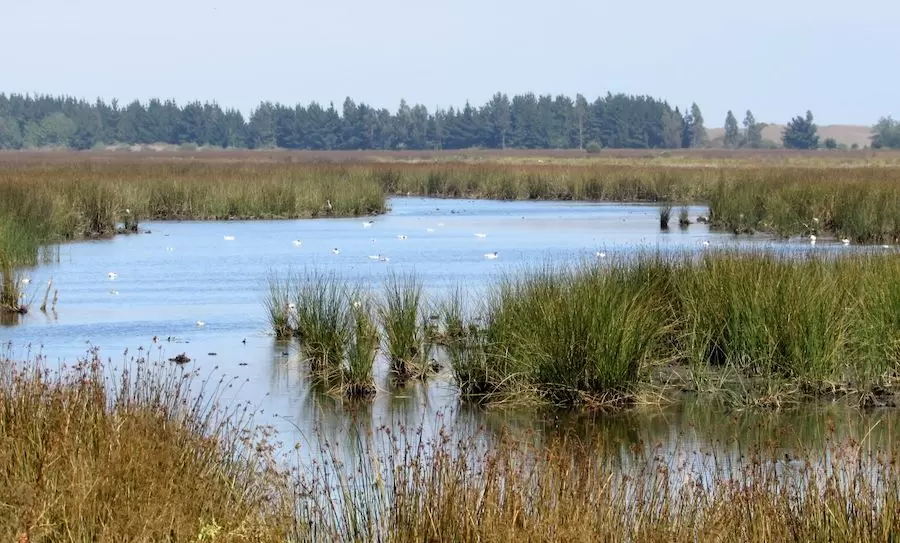 Rutas de humedales: lugares turísticos en Chile para observar aves y ecosistemas únicos